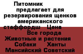 Питомник KURAT GRAD предлагает для резервирования щенков американского стаффордш › Цена ­ 25 000 - Все города Животные и растения » Собаки   . Ханты-Мансийский,Советский г.